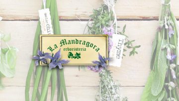 la-mandragora